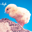 Provimi Feed