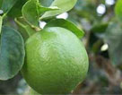 lemon round 