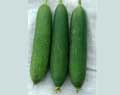 sponge gourd